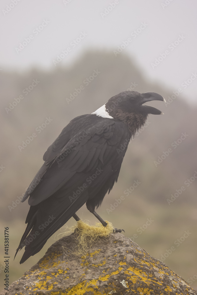 Fototapeta premium Hobbled white-necked raven