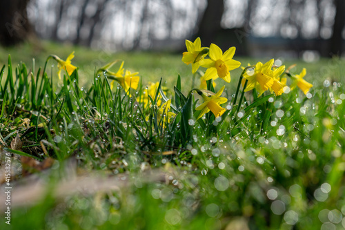 Obraz w ramie Daffodils on a spring meadow