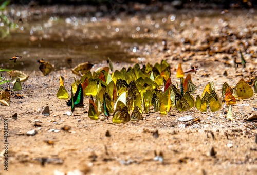 Group of butterflies puddling on the ground and flying in nature, Thailand Butterflies swarm eats minerals in Ban Krang Camp, Kaeng Krachan National Park at Thailand Many butterfly species