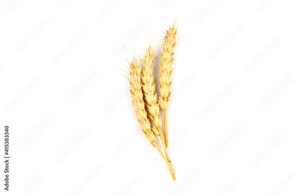 Spikelets of golden wheat, isolated on white background Spikelets of golden wheat, isolated on white background