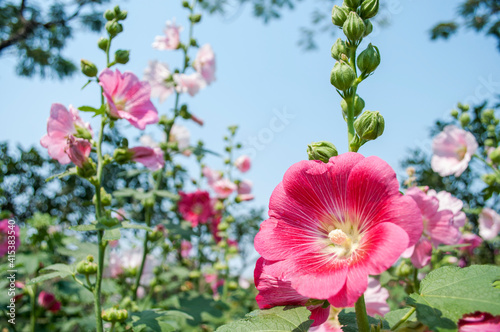 Beautiful Alcea rosea in the garden