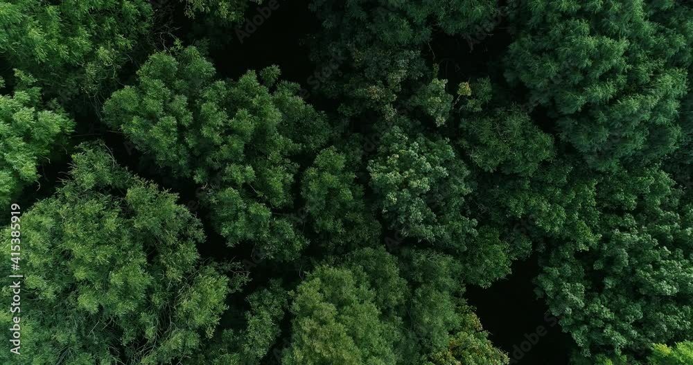 Aerial view. Summer forest. Open mind. Relaxing silence. Hope dreams. Green deciduous trees crowns in daylight slow motion. Aerial view. Summer forest. Open mind. Relaxing silence. Hope dreams. Green deciduous trees crowns in daylight slow motion.