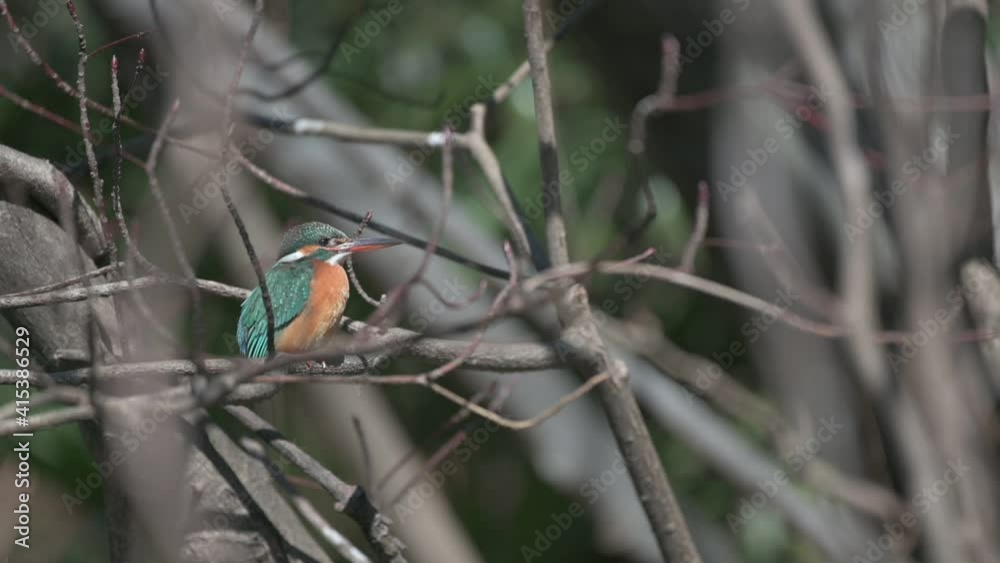 kingfisher on branch kingfisher on branch