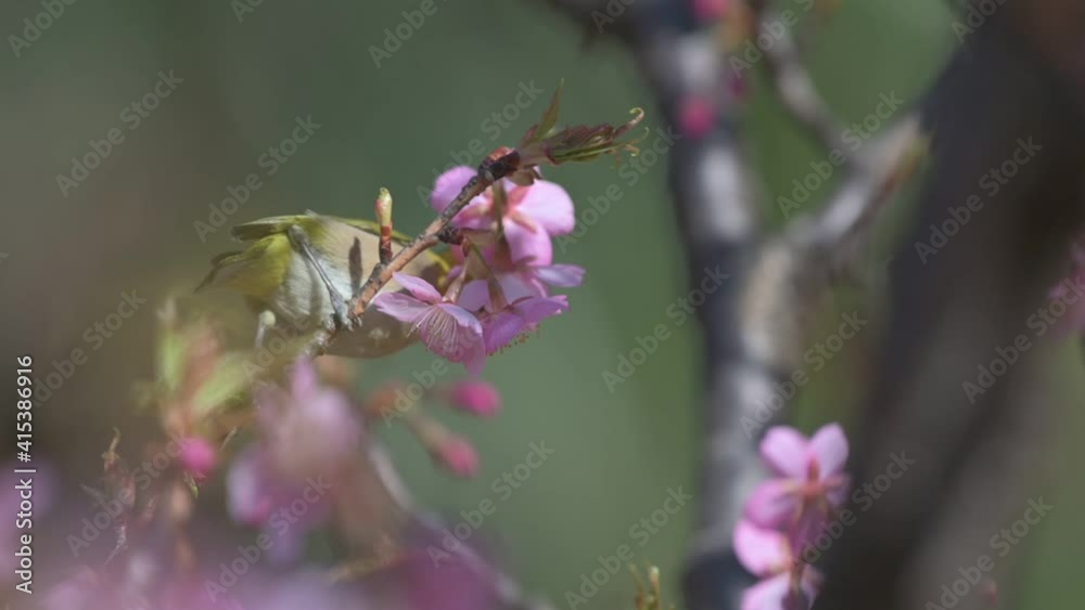 桜とメジロ 桜とメジロ