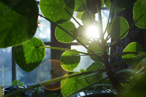 Chinese money plant, Pilea Peperomioides, enjoying the morning sun