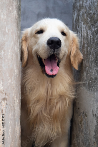 Cute Golden Retriever Dog Smiling with Spotted Tongue, closeup head portrait