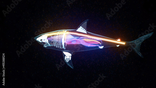 3d Rendered Illustration of Shark Organs Anatomy. High quality photo
