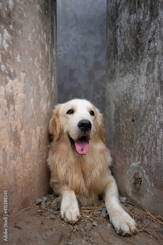 Cute Golden Retriever Dog Smiling with Spotted Tongue, closeup head portrait © huynh
