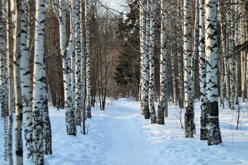 A path in a winter birch forest covered with snow 