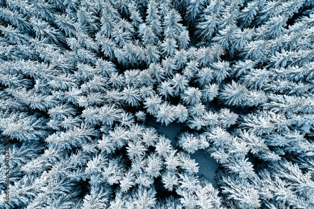 Aerial view of frozen fir trees in forest at winter time. Aerial view of frozen fir trees in forest at winter time.