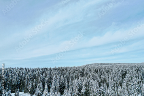 A forest with fir trees at winter. There is a snow all around. Sky and forest at winter.