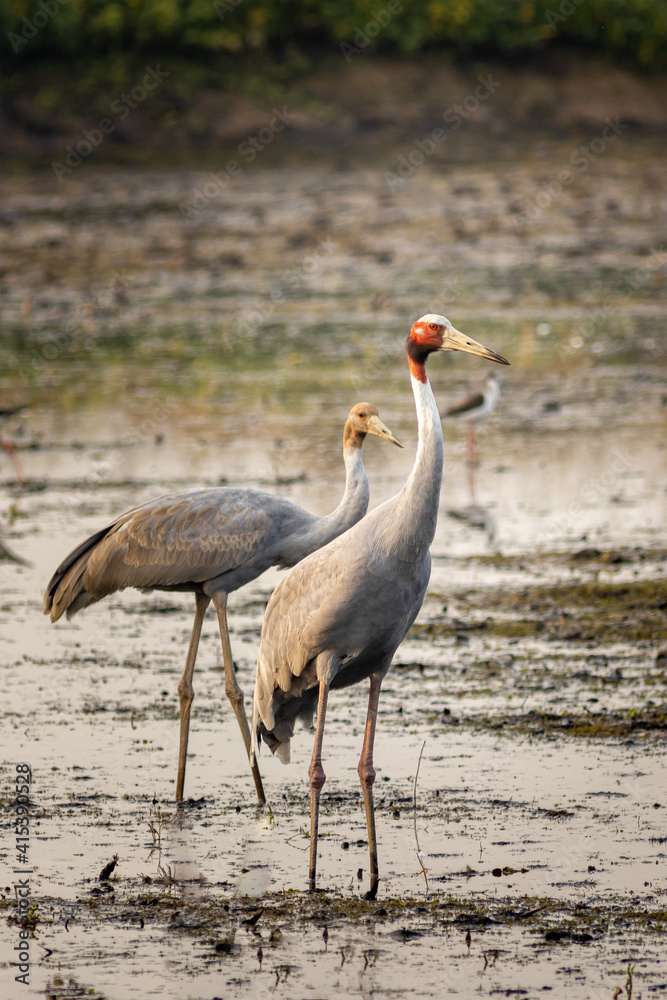 Obraz premium The Sarus Crane is a large nonmigratory crane found in parts of the Indian subcontinent, Southeast Asia, and Australia.