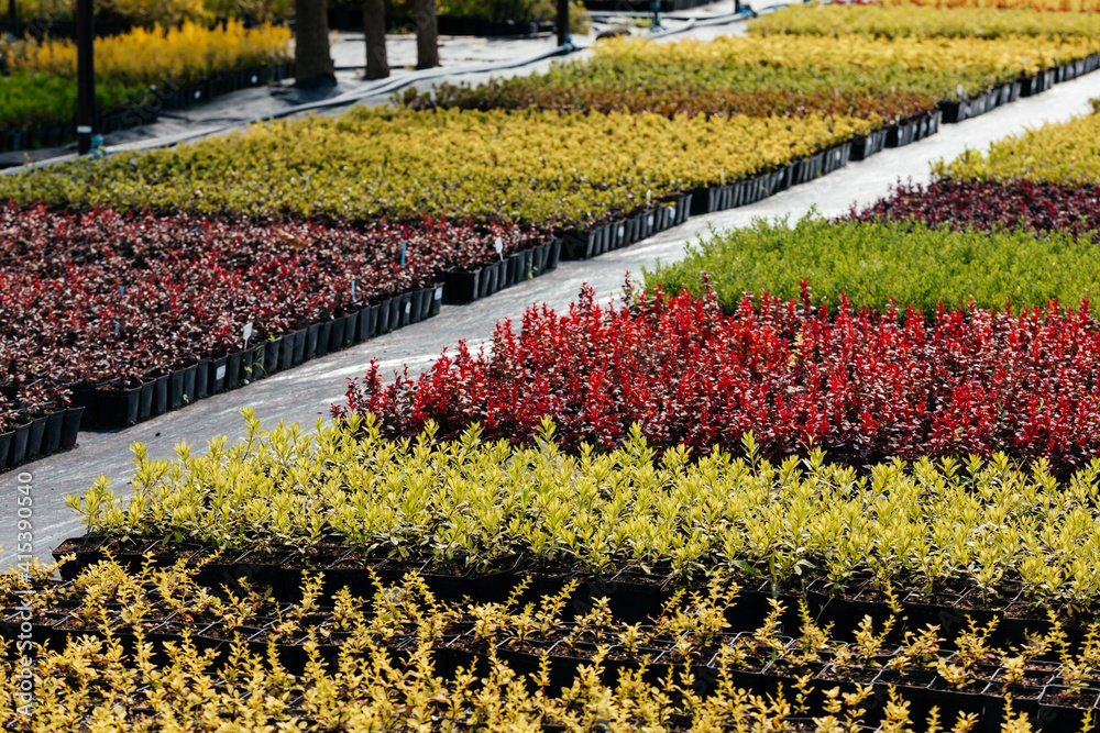 Obraz premium Growing plants for sell at eco-friendly farm