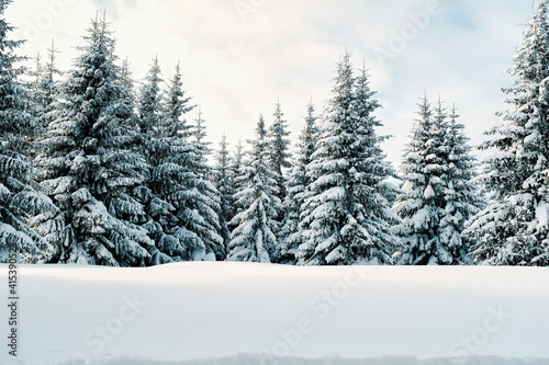 The pine trees and forest at winter time. © chika_milan
