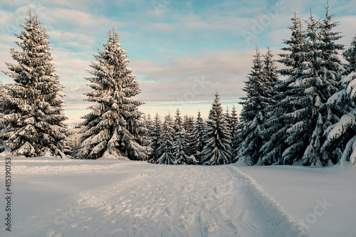 The pine trees and forest at winter time.