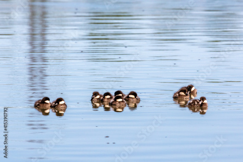 group of small duck on water © Marius