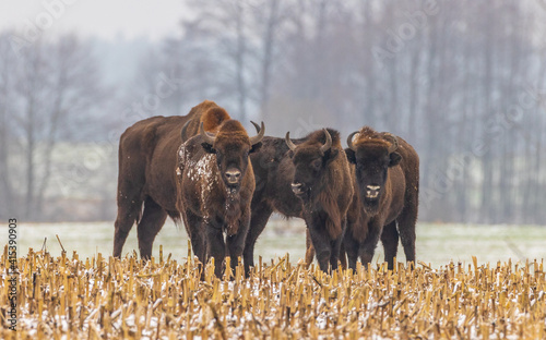 European Bison herd feeding in snowy field