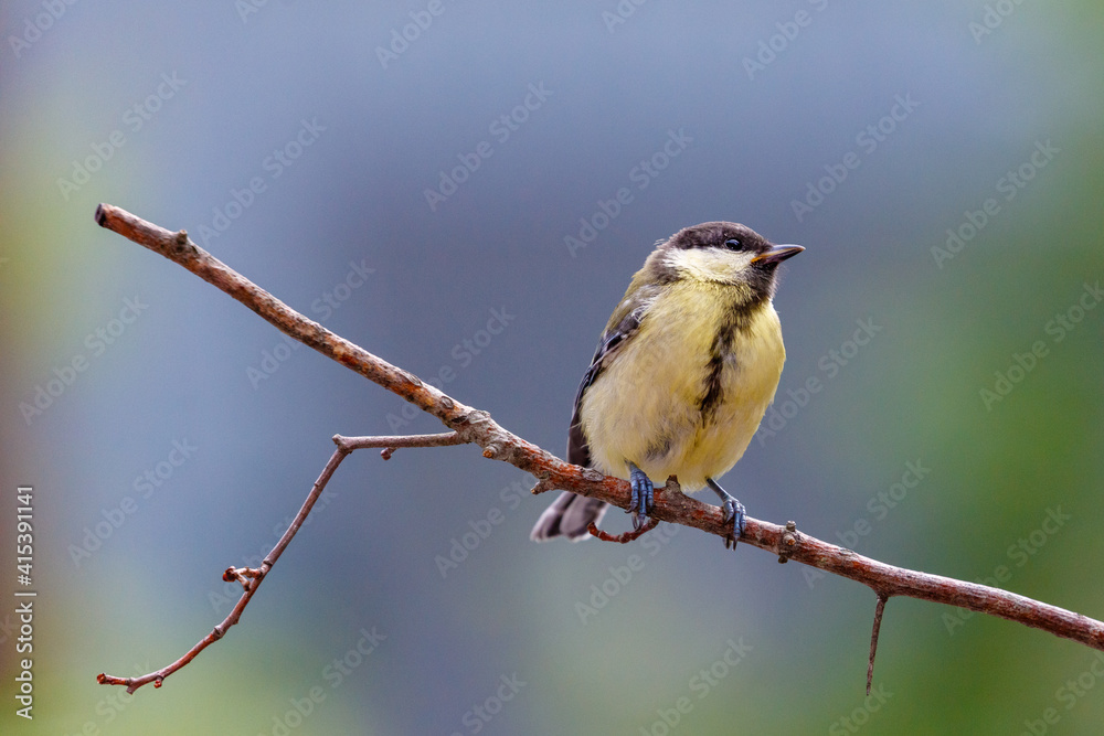 Fototapeta premium Great tit small yellow bird on a branch tree