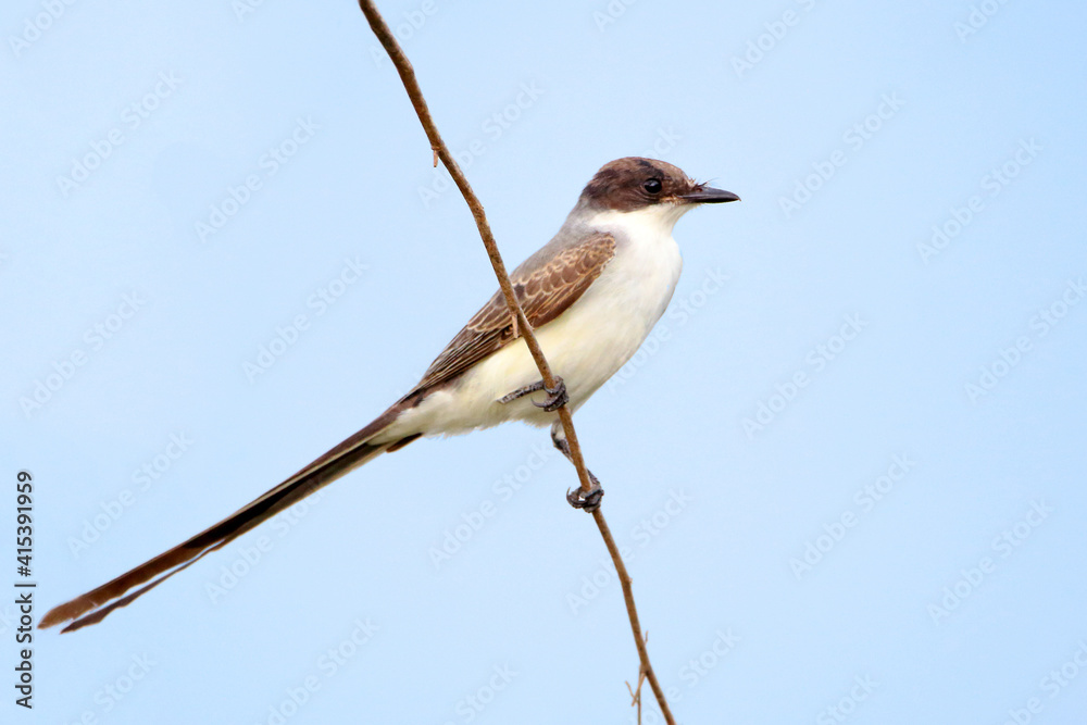 Fork-tailed Flycatcher (Tyrannus savana) perched on a scribble