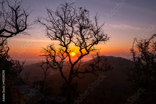 Abstract background black tree with sunset.Beaufiful sunset in the forest.