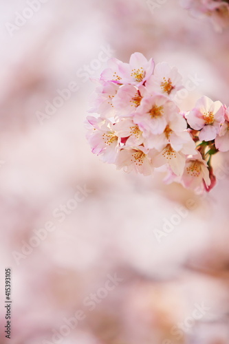 満開の桜に溶けこむサクラ