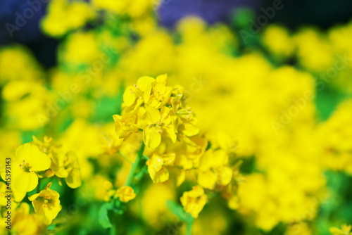 早春の黄色い花をクローズアップ