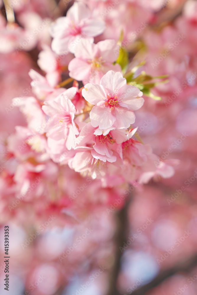 見ごろを迎えた春の河津桜 見ごろを迎えた春の河津桜