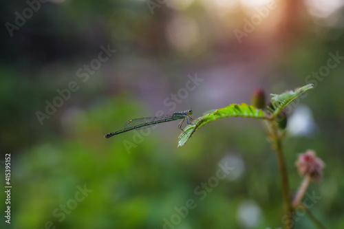 dragonfly on a leaf © Tongsai Tongjan