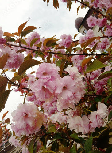 pink cherry tree in bloom, bunches of blossoming flowers hanging from the branch on the wind