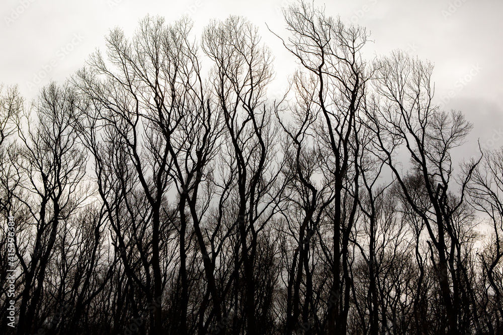 Pattern of dried tree braches texture against white empty sky. Silhouette of brach of tree. Pattern of dried tree braches texture against white empty sky. Silhouette of brach of tree.