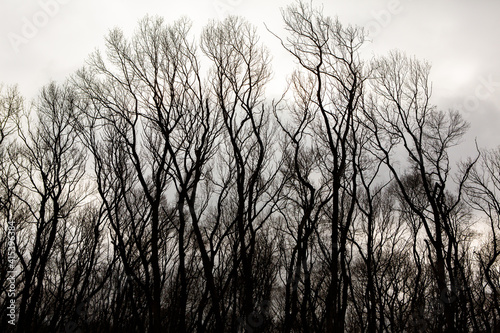 Pattern of dried tree braches texture against white empty sky. Silhouette of brach of tree.