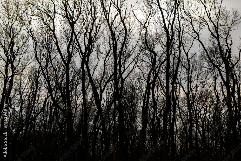 Pattern of dried tree braches texture against white empty sky. Silhouette of brach of tree. Pattern of dried tree braches texture against white empty sky. Silhouette of brach of tree.