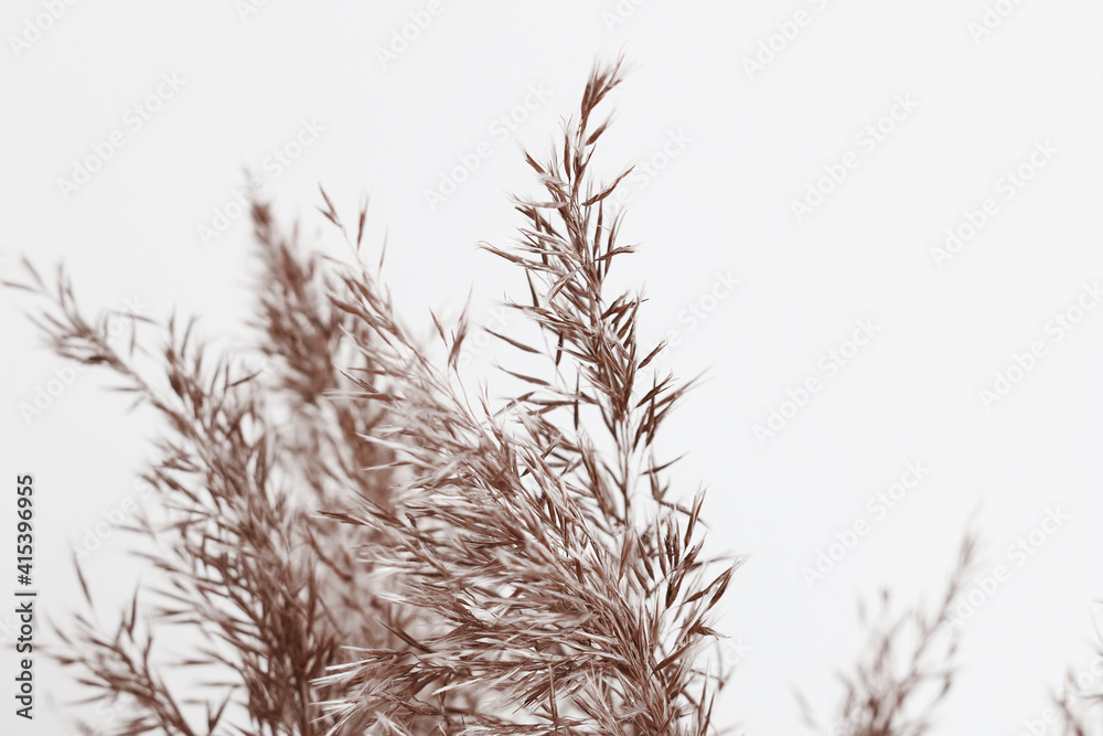 bundles of reed close up bundles of reed close up