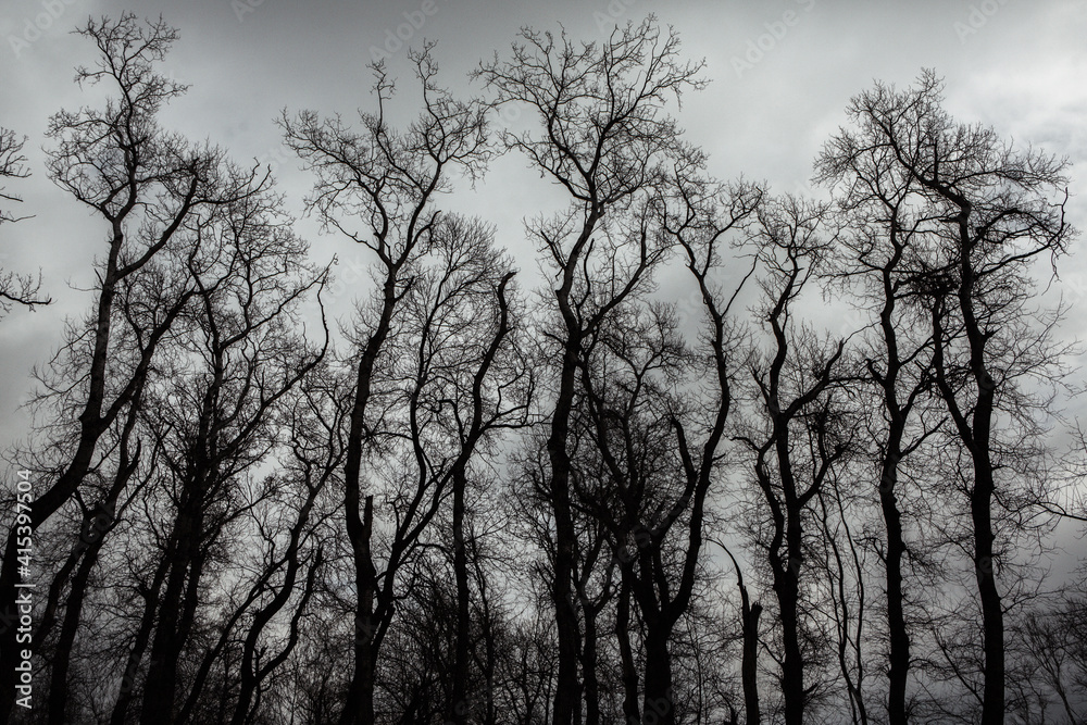 Pattern of dried tree braches texture against white empty sky. Silhouette of brach of tree. Pattern of dried tree braches texture against white empty sky. Silhouette of brach of tree.