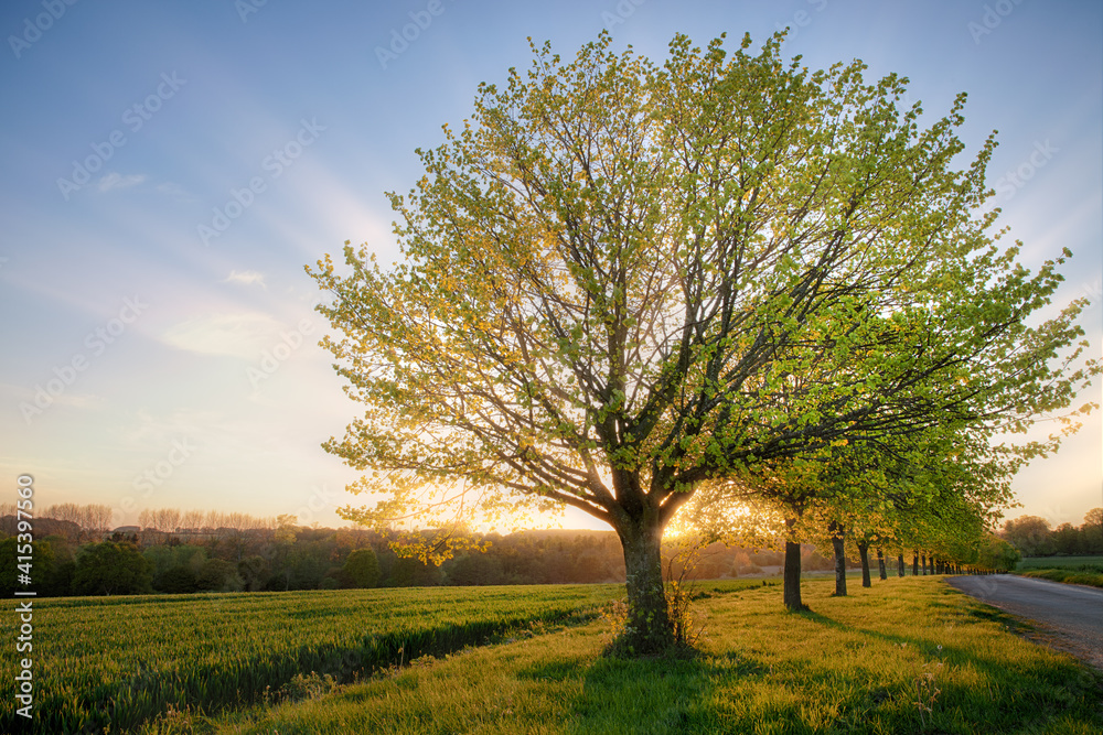 Rural dawn sunrise through line of trees Rural dawn sunrise through line of trees