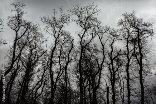 Pattern of dried tree braches texture against white empty sky. Silhouette of brach of tree.