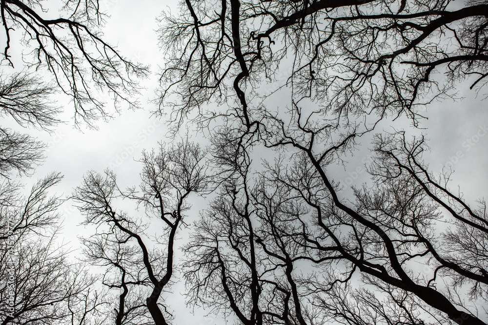 Pattern of dried tree braches texture against white empty sky. Silhouette of brach of tree. Pattern of dried tree braches texture against white empty sky. Silhouette of brach of tree.