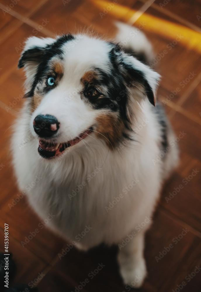 Portrait of beautiful domestic dog looking at camera with multicolored eyes. Rare australian shepherd posing on floor in apartment. Portrait of beautiful domestic dog looking at camera with multicolored eyes. Rare australian shepherd posing on floor in apartment.