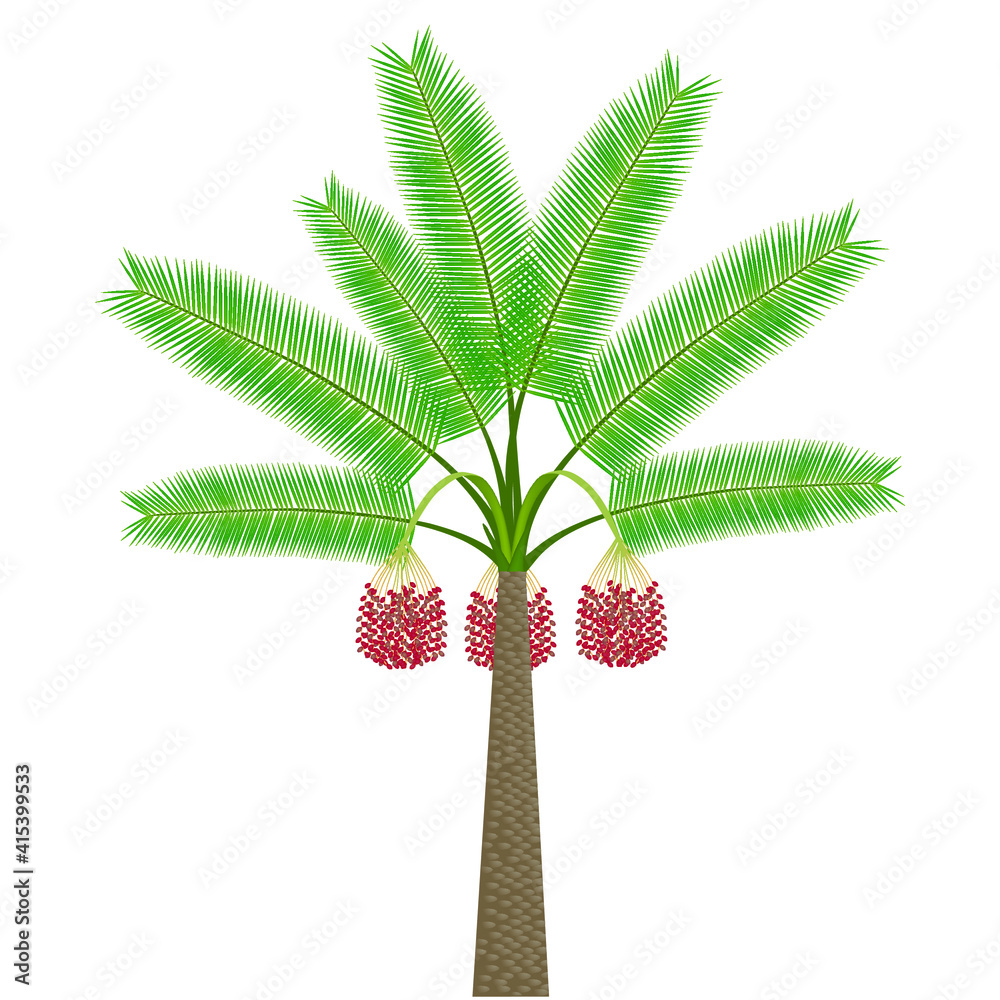 Date palm with fruits on a white background. Date palm with fruits on a white background.