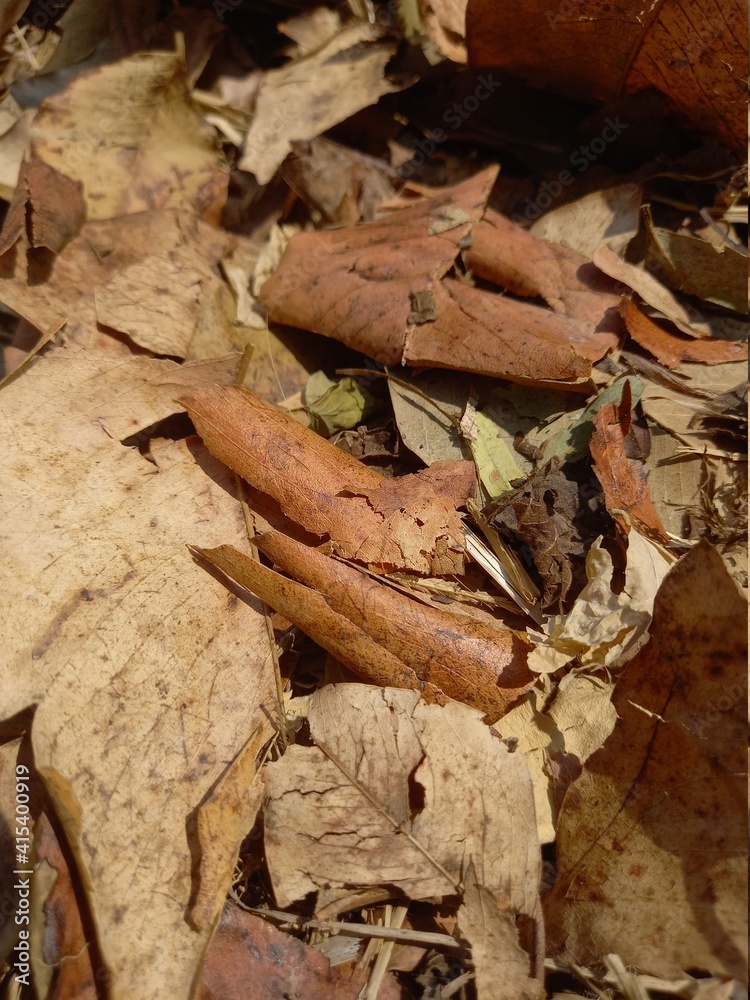 Falling brown leaves overlap and create a natural beauty Falling brown leaves overlap and create a natural beauty