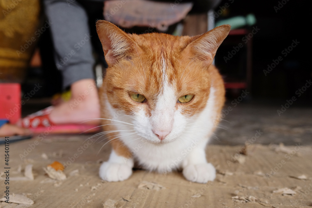 Cute Orange cat sitting on paper floor at countryside of Thailand. Cute Orange cat sitting on paper floor at countryside of Thailand.