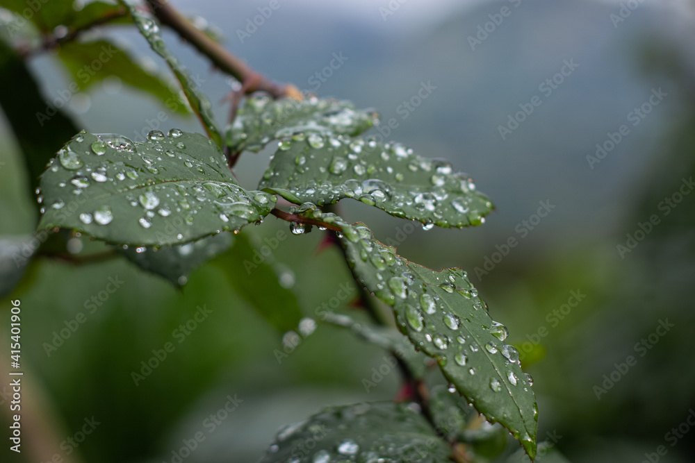 hojas de rosa con gotas de agua hojas de rosa con gotas de agua