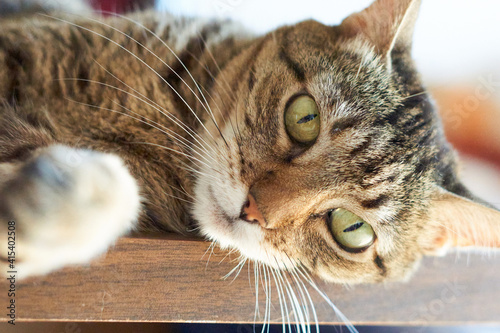 Cat lying on table