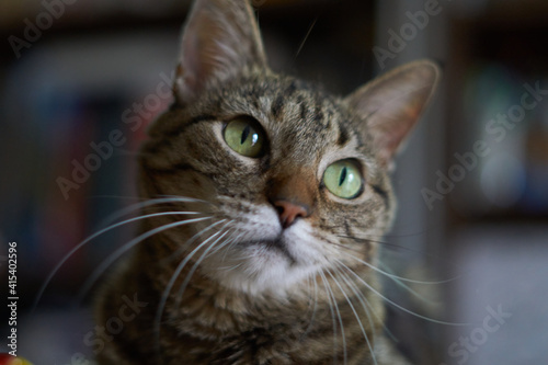 Cute cat look 