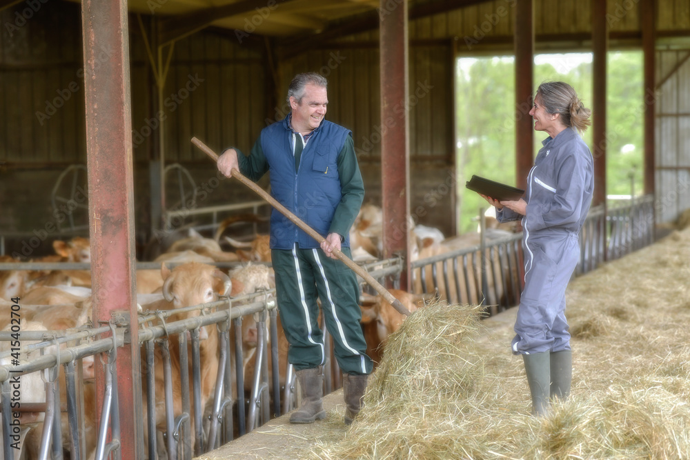 Farmer couple feeding cows  and  veals in the stabling