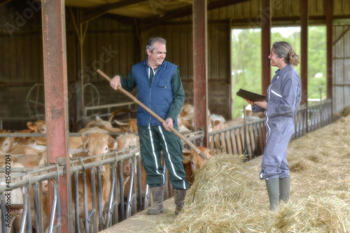 Farmer couple feeding cows and veals in the stabling
