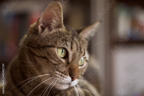 Cat looking curious