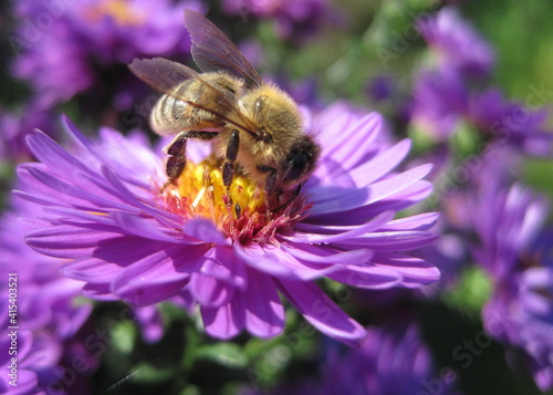Bee sucking flower nectar © Shaghef