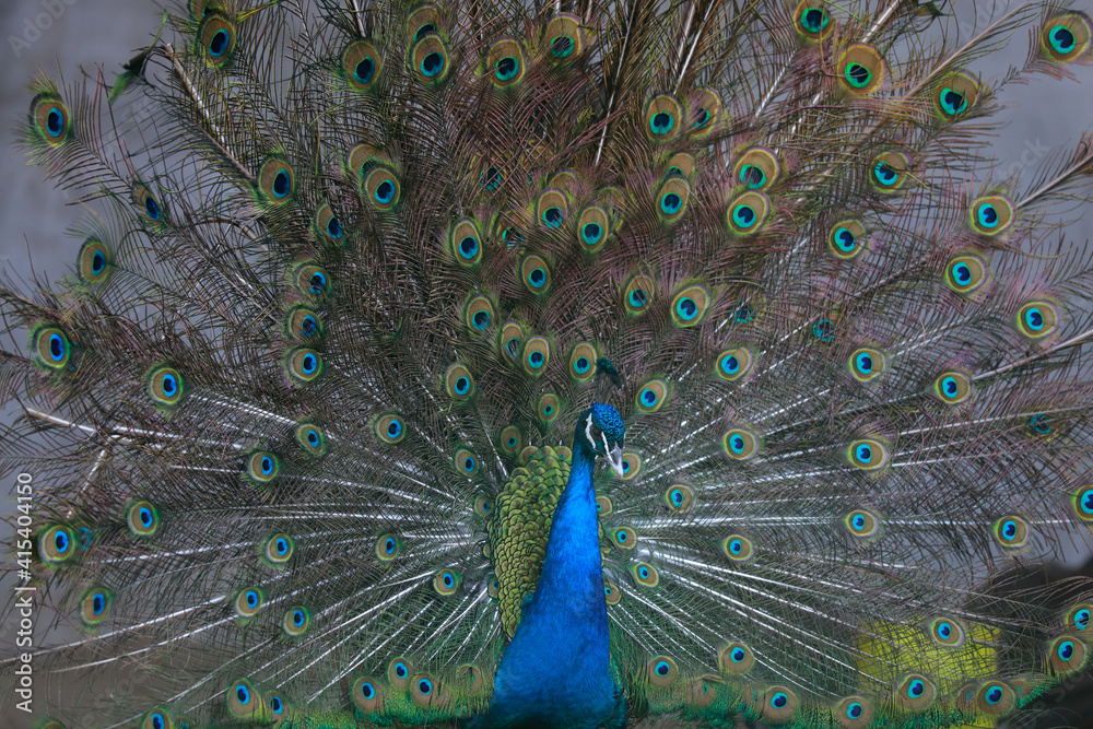 Obraz premium peacock flaunting its tail in a zoo, North China