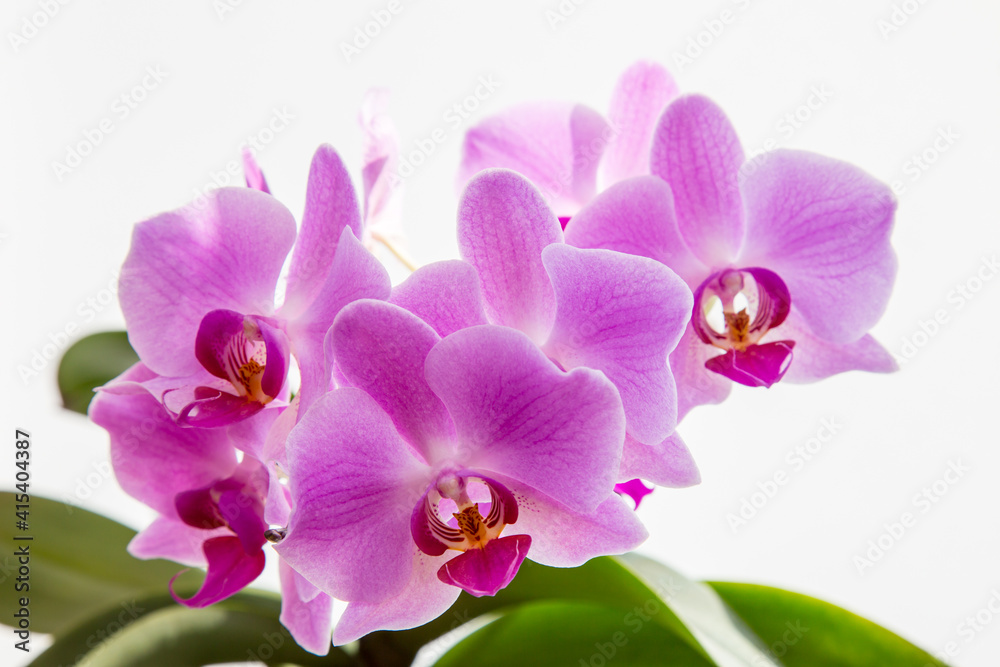 Blossoming pink orchid flower on the white background